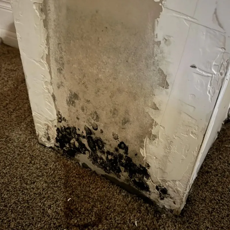 Professional Mold Removal in Omro, WI